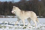 SIBERIAN HUSKY 488